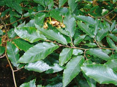 Fagus crenata